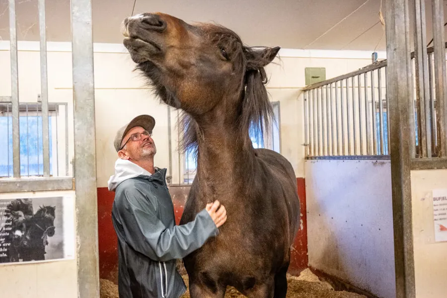 En person som står ved siden av en hest