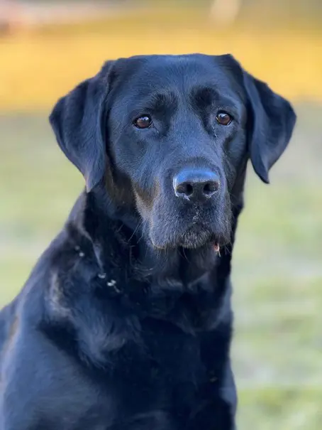 En svart labradorhund