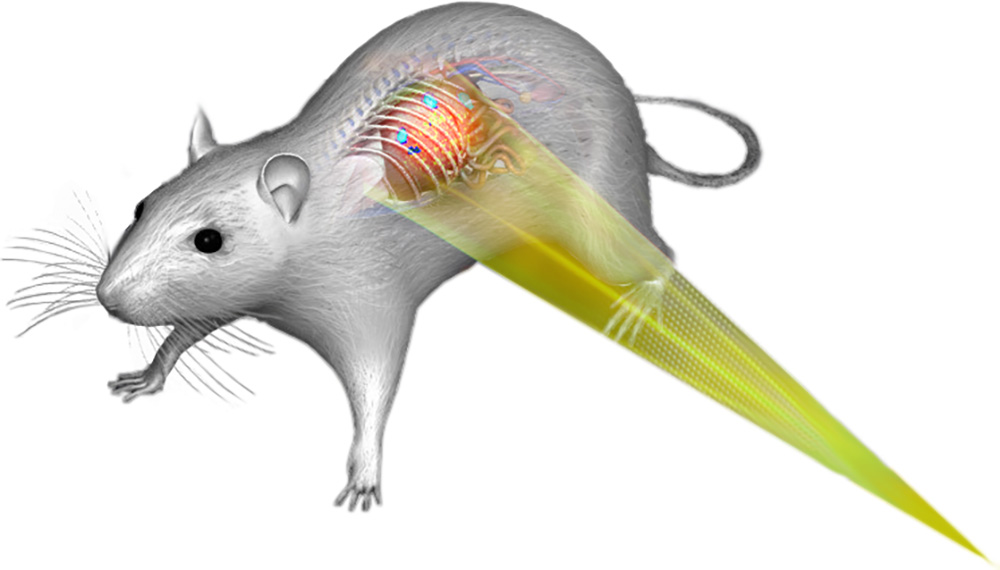 En mus med en regnbuefarget hale