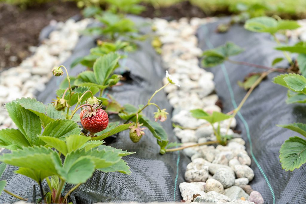 Det kryr av frukt og grønnsaker i hagen, og blant de mest populære er selvsagt fristende, røde jordbær. Foto: Frode Abrahamsen, kommunikasjon og kultur