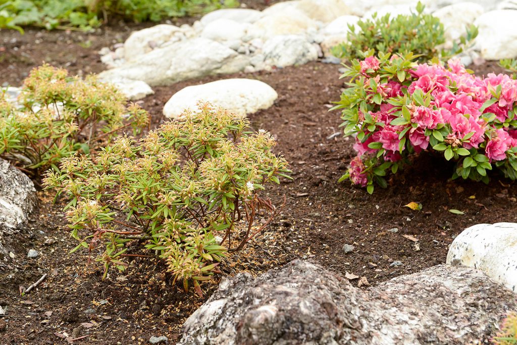 Både utenlandsk og norsk Rhododendron har fått plass i hagen. Denne finnmarksposjen (til venstre) lukter nydelig når den springer ut i full blomst. Foto: Frode Abrahamsen, kommunikasjon og kultur