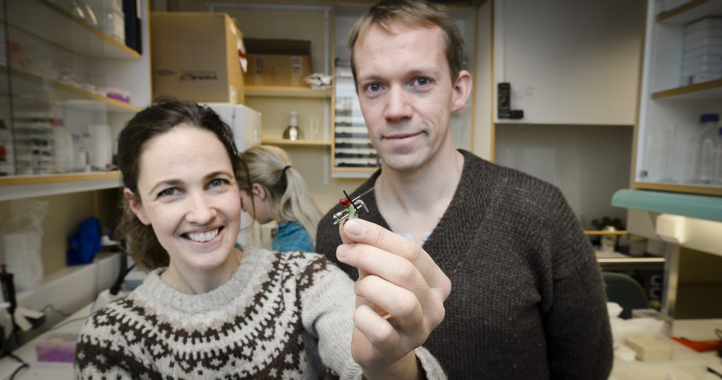 Har du sett en slik sensor før? Med den kan forskerne Kirsten Brun Kjelstrup og Vegard Heimly Brun lese av hvordan aktiviteten i hjernecellene påvirkes av hormoner. Foto: Jan Fredrik Frantzen