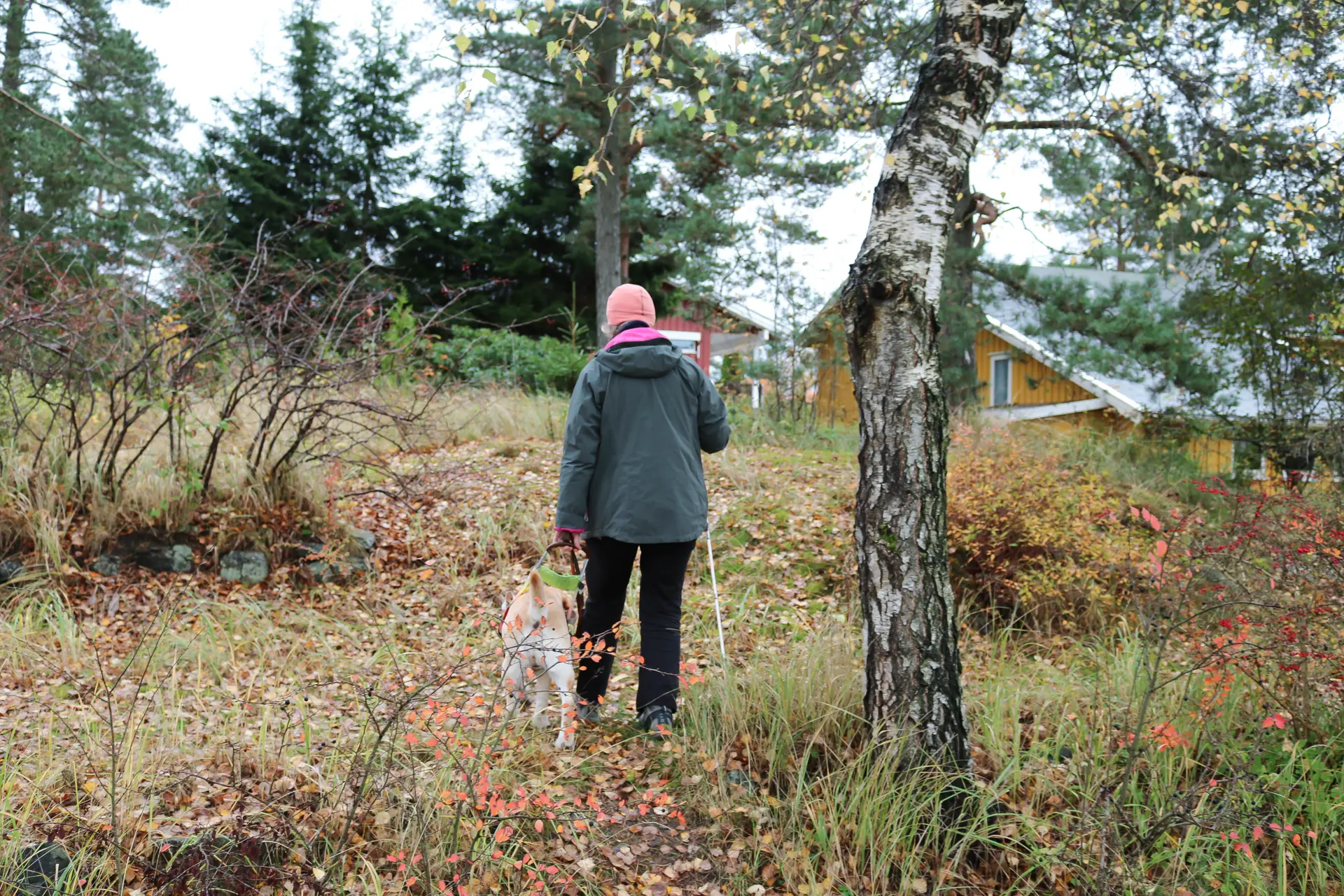 Høst i skogshage. Kvinne med rosa lue går, med ryggen til kamera, sammen med sin førerhund