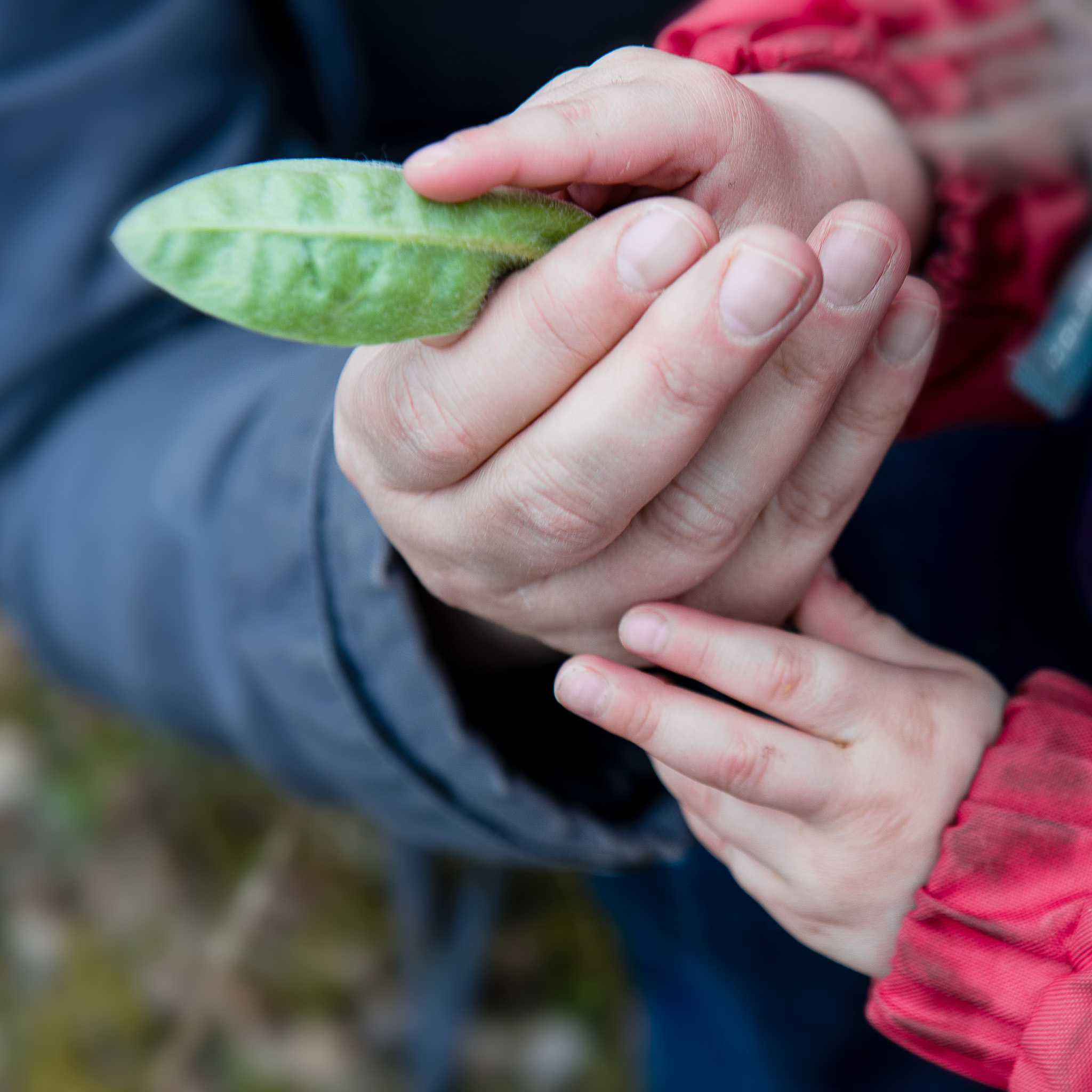 Nærbilde av en barnehånd og en voksen hånd som holder oppe et blad.