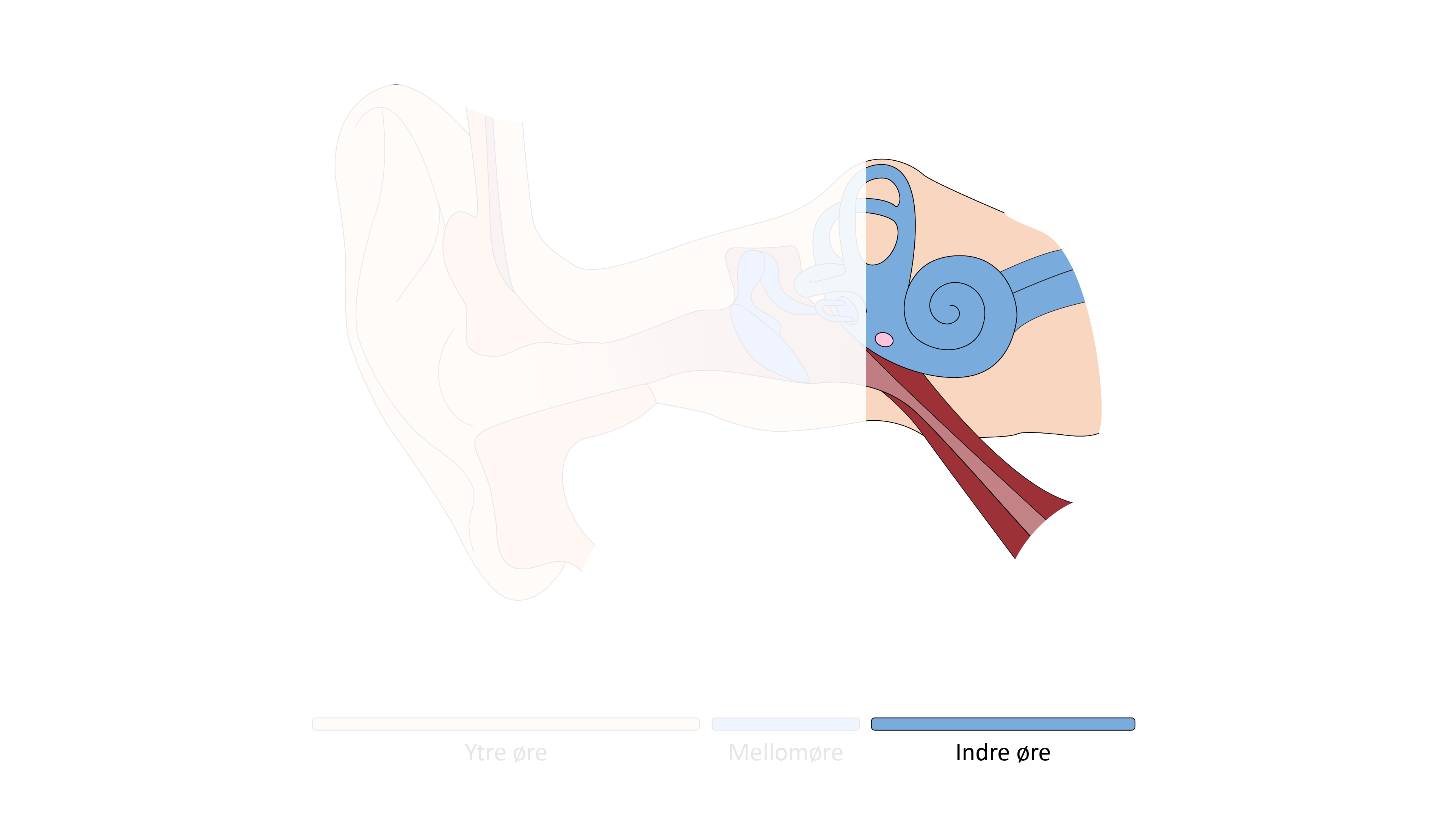 Illustrasjon av et øre.