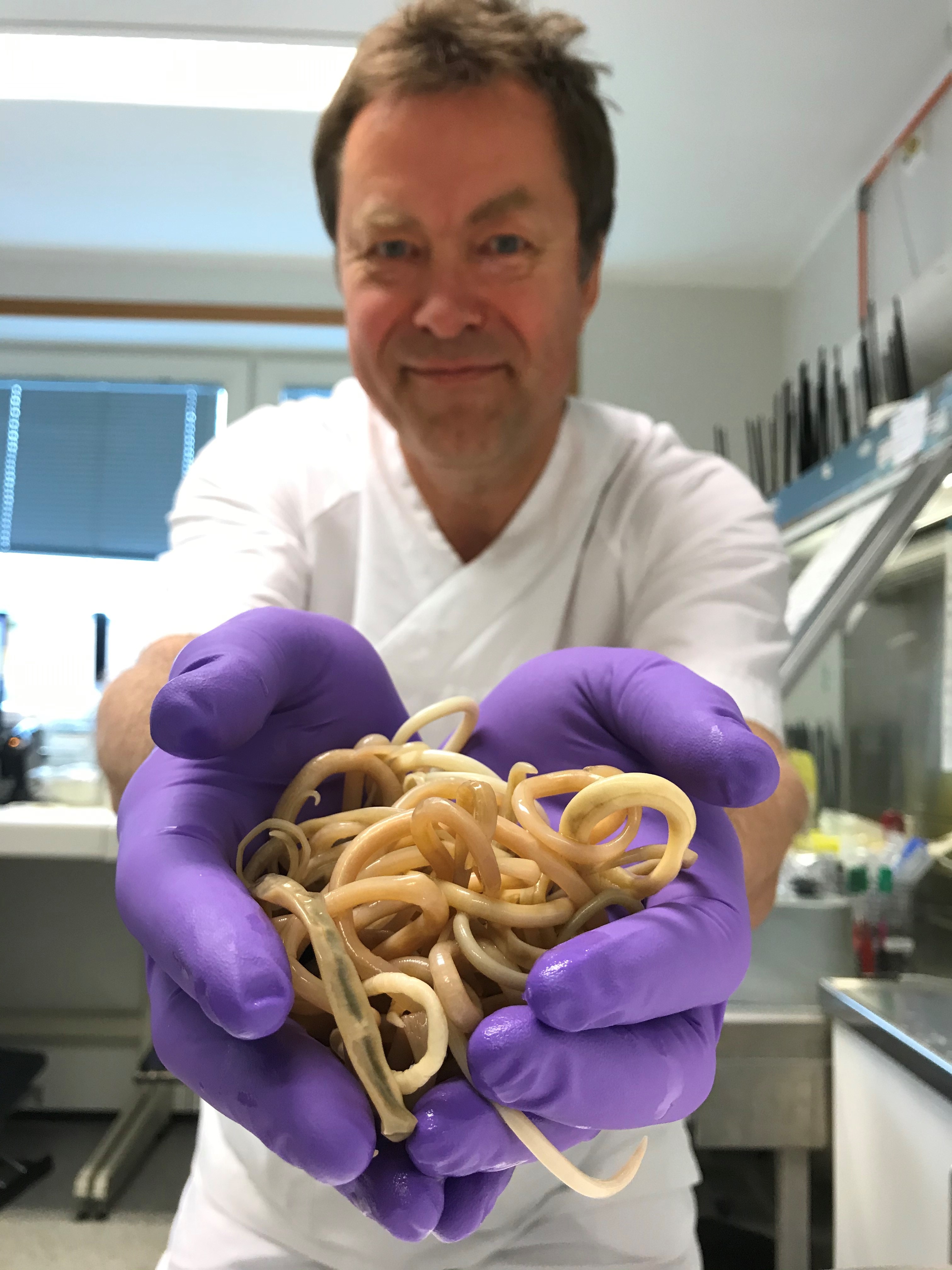 Hvitkledd mann holder spolormer i lilla engangshansker.